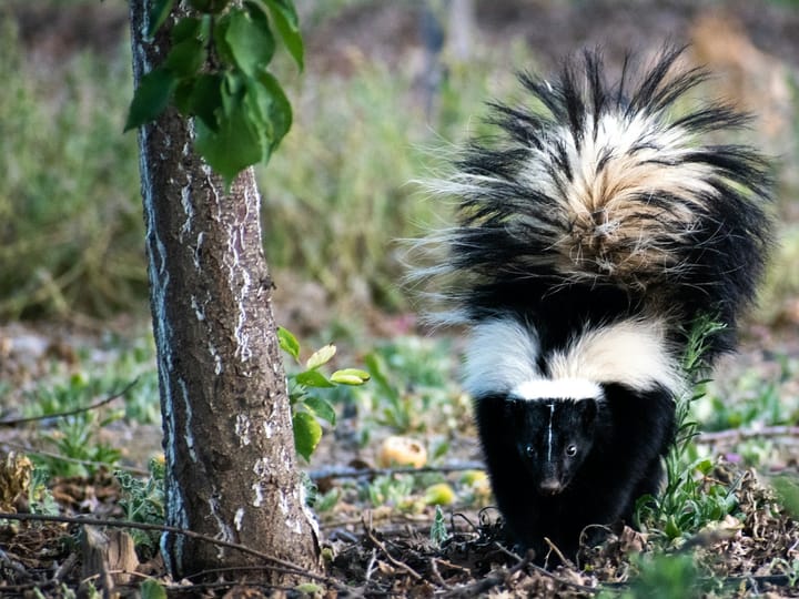 What do you call a baby skunk?