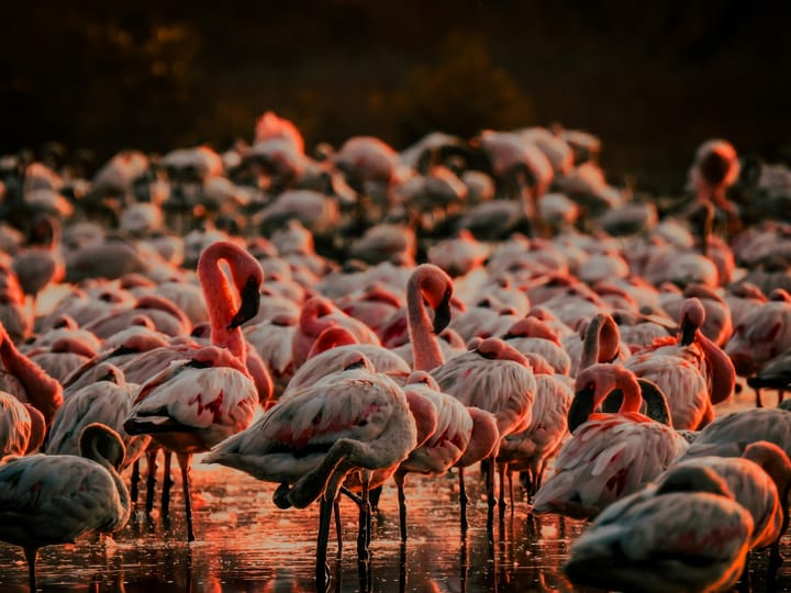 What do you call a group of flamingos?